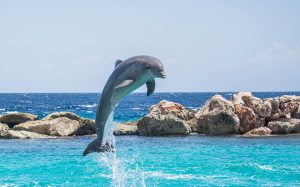 Acuario en Miami